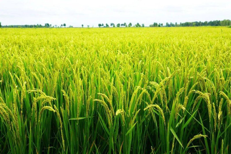稻米种植新趋势：从传统到现代化