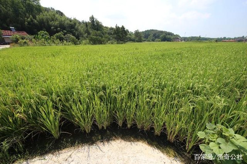 稻米种植